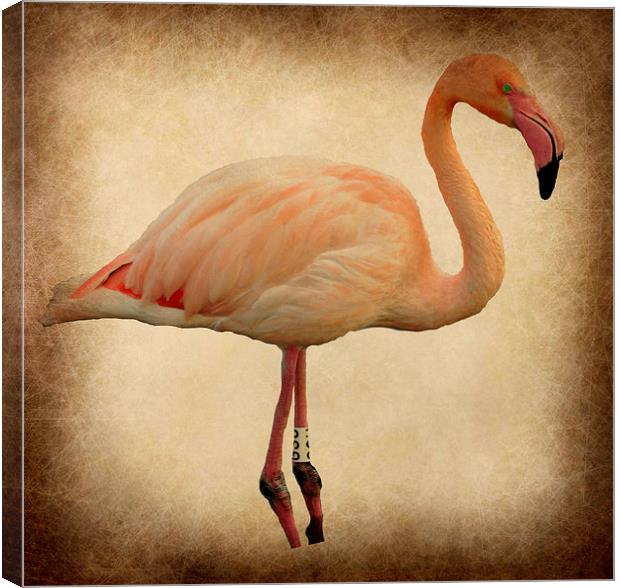  the beautiful flamingo Canvas Print by sue davies