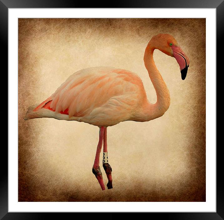  the beautiful flamingo Framed Mounted Print by sue davies