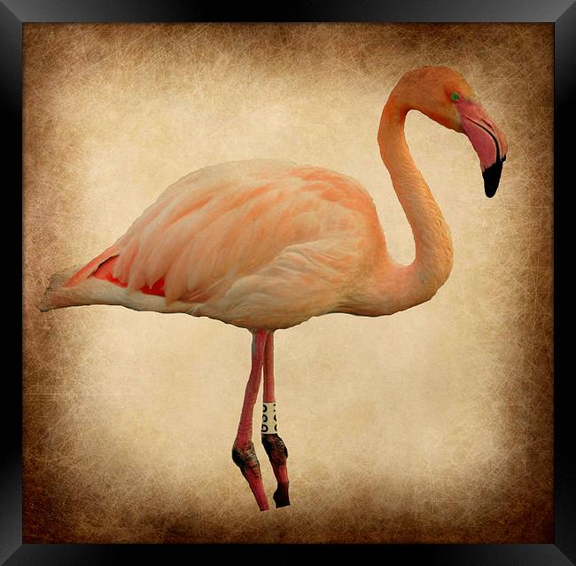  the beautiful flamingo Framed Print by sue davies