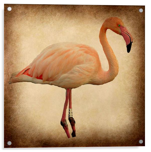  the beautiful flamingo Acrylic by sue davies