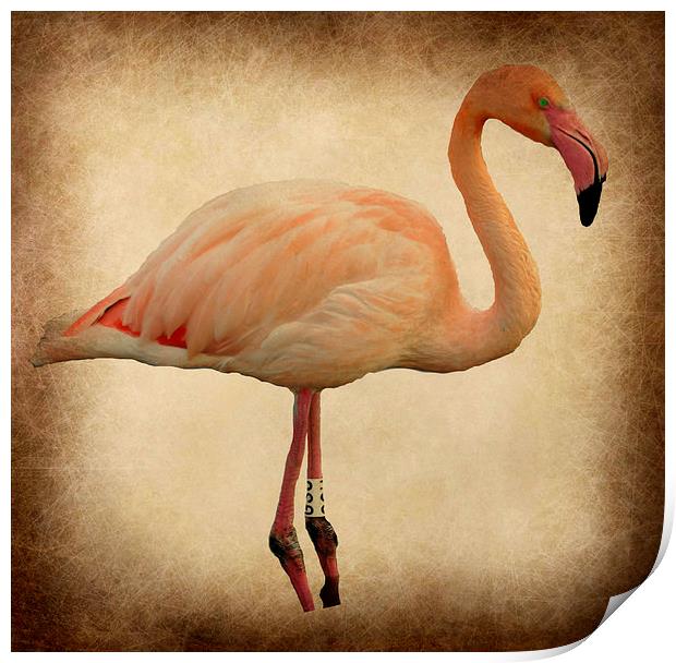  the beautiful flamingo Print by sue davies