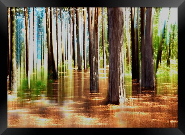 Woodland. Framed Print by paul cobb