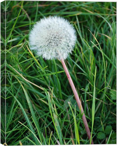 Dandelion Canvas Print by Ray Bacon LRPS CPAGB