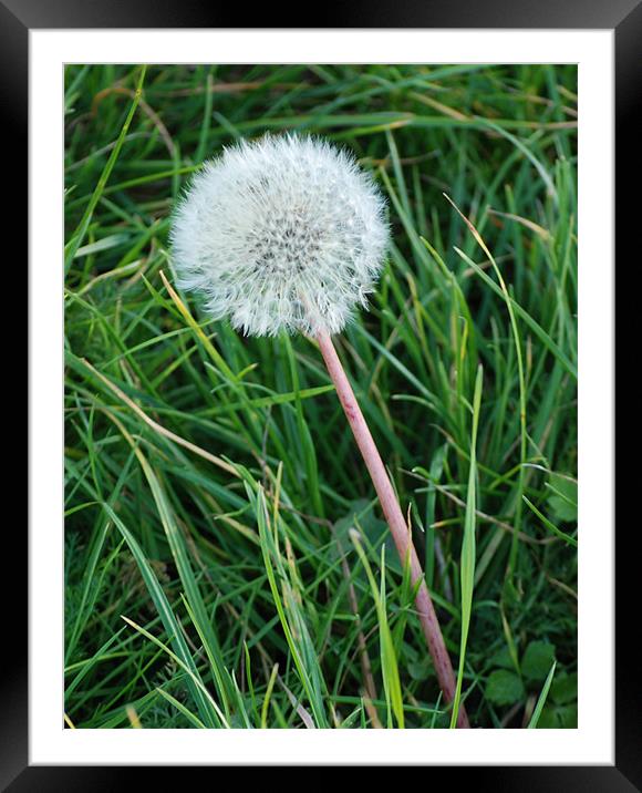Dandelion Framed Mounted Print by Ray Bacon LRPS CPAGB