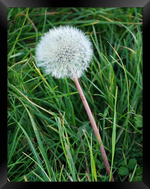 Dandelion Framed Print by Ray Bacon LRPS CPAGB