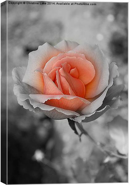  Heart Of A Rose Canvas Print by Christine Lake