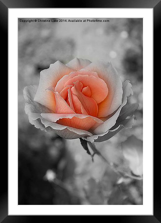  Heart Of A Rose Framed Mounted Print by Christine Lake