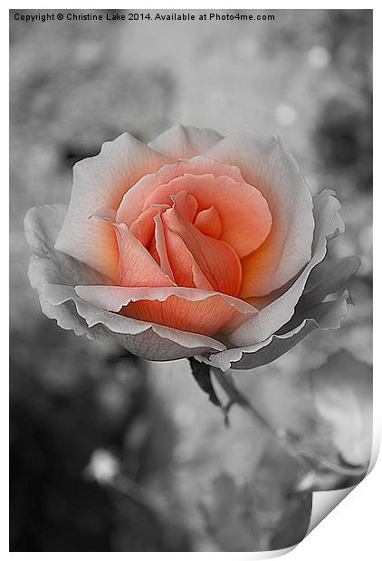  Heart Of A Rose Print by Christine Lake