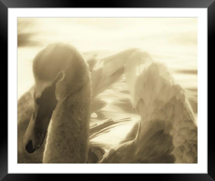  Swan Loch Framed Mounted Print by Fraser Hetherington