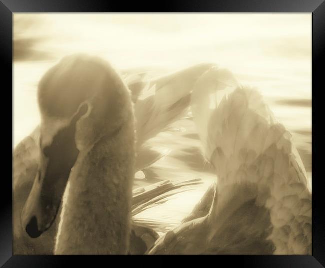  Swan Loch Framed Print by Fraser Hetherington