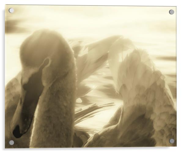  Swan Loch Acrylic by Fraser Hetherington