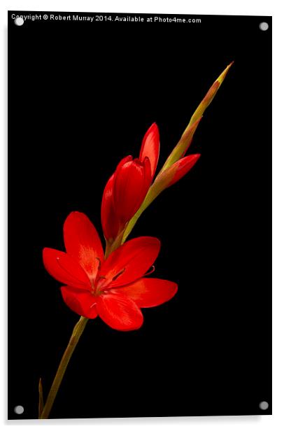  Kaffir Lily 2 Acrylic by Robert Murray