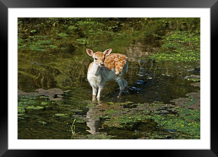  Fallow Fawn Framed Mounted Print by Jamie Green