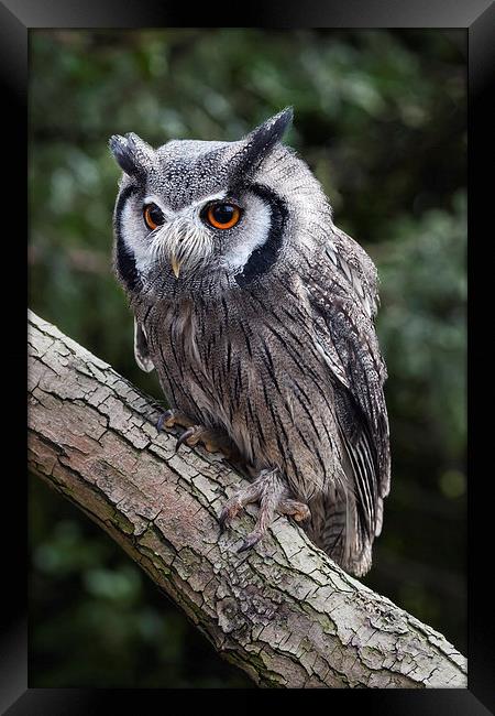  White-faced owl Framed Print by Ian Duffield