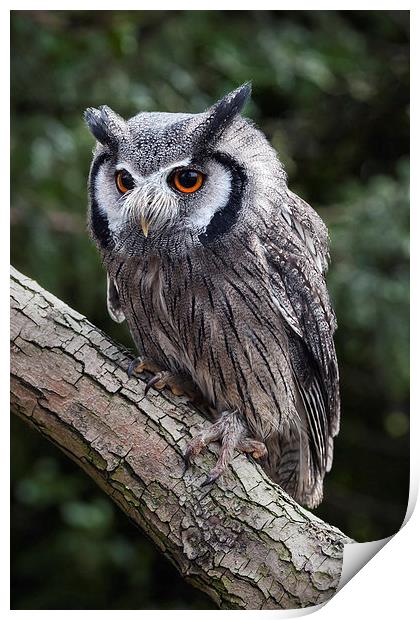  White-faced owl Print by Ian Duffield