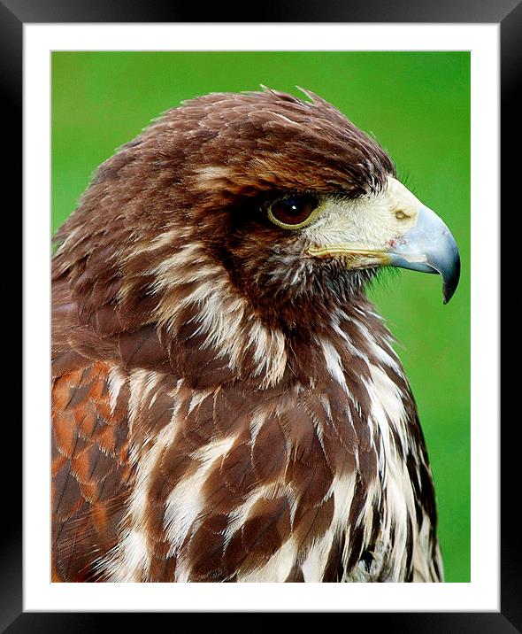 EUROPEAN BUZZARD Framed Mounted Print by Ray Bacon LRPS CPAGB