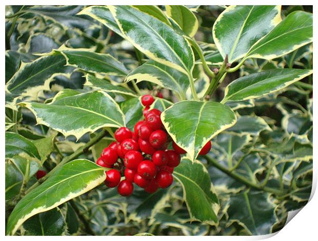 Holly Print by Catherine Fowler