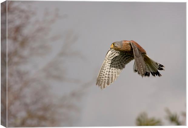  Kestrel Canvas Print by Val Saxby LRPS