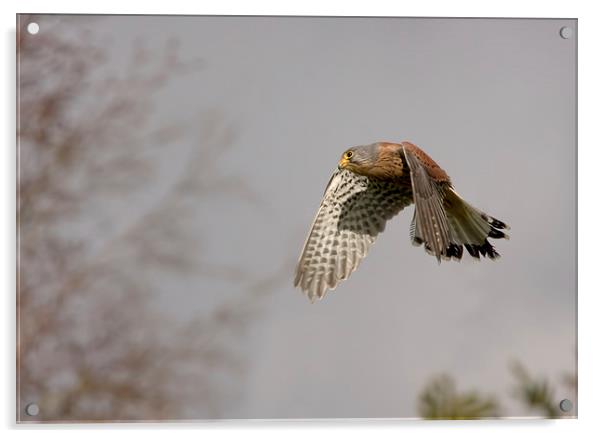  Kestrel Acrylic by Val Saxby LRPS