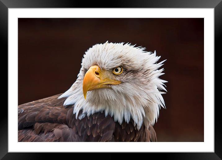 Bald Eagle  Framed Mounted Print by Val Saxby LRPS