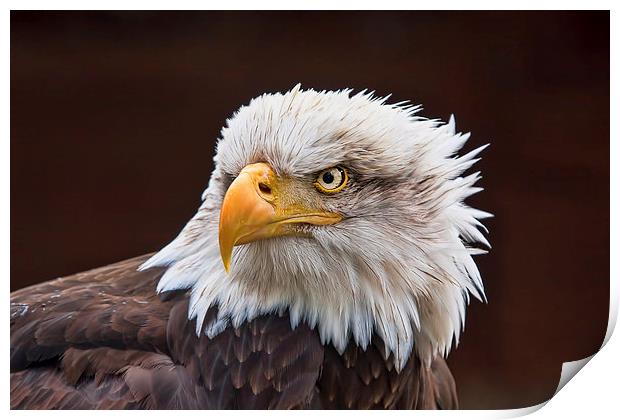 Bald Eagle  Print by Val Saxby LRPS