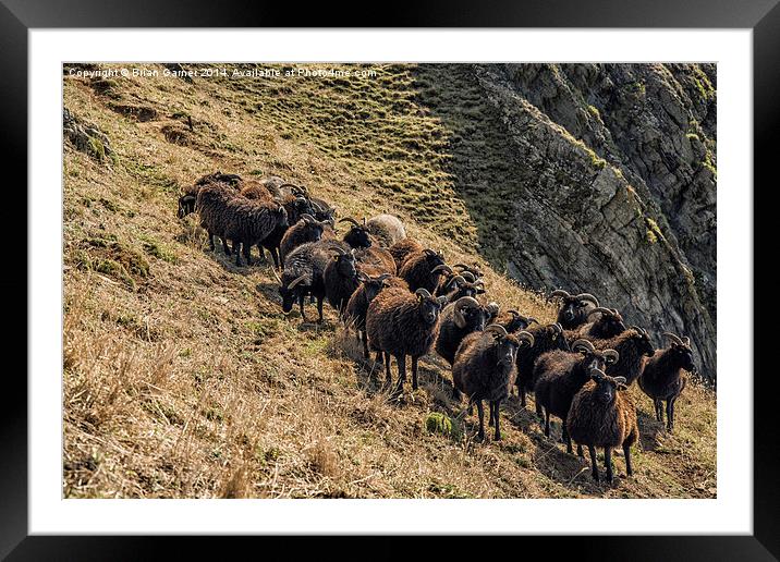  Black Sheep on the North Devon Cliffs Framed Mounted Print by Brian Garner