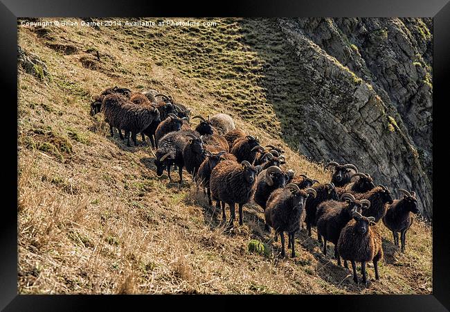  Black Sheep on the North Devon Cliffs Framed Print by Brian Garner