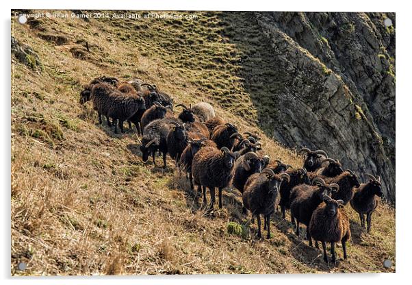  Black Sheep on the North Devon Cliffs Acrylic by Brian Garner