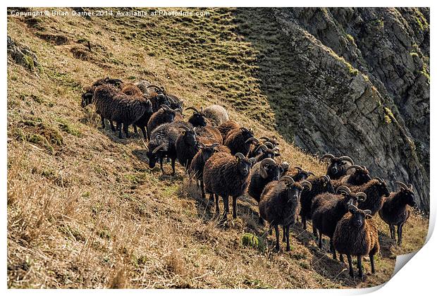  Black Sheep on the North Devon Cliffs Print by Brian Garner