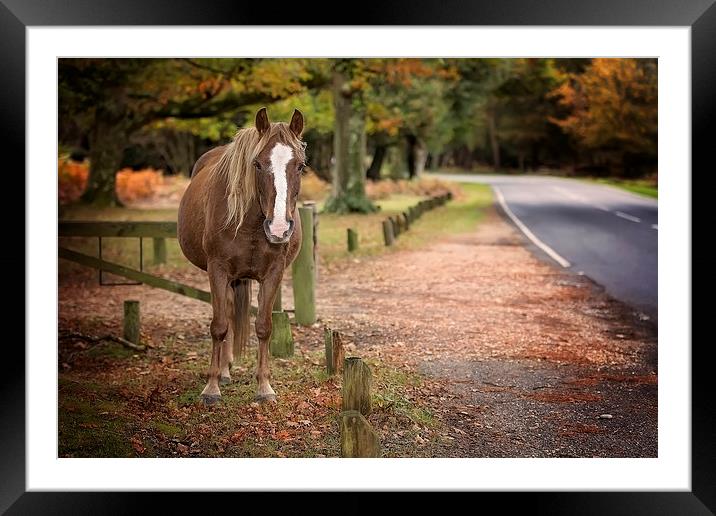  Autumn New Forest Pony Framed Mounted Print by Jennie Franklin