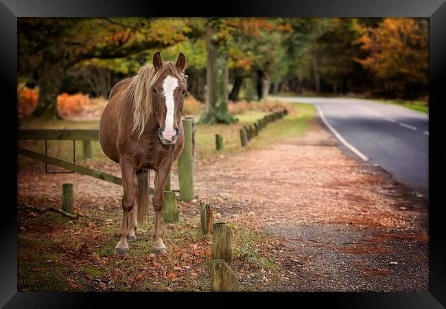  Autumn New Forest Pony Framed Print by Jennie Franklin