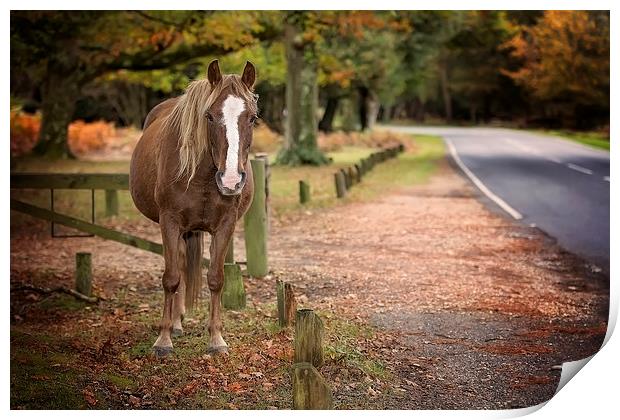  Autumn New Forest Pony Print by Jennie Franklin