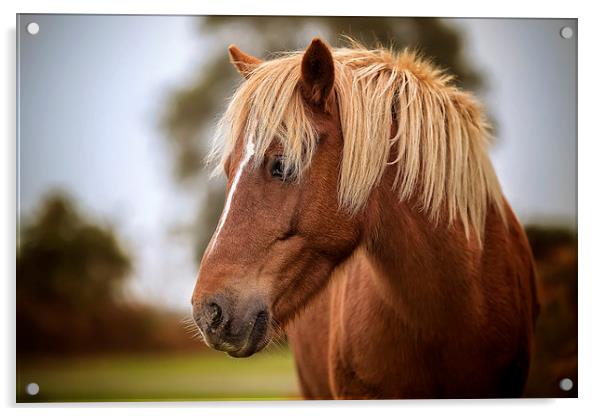  A beautiful red New Forest Pony Acrylic by Jennie Franklin