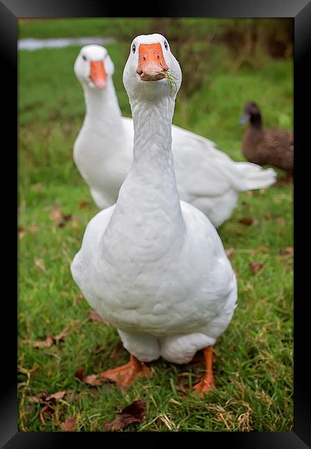  Goosey Goosey Gander Portrait Framed Print by Jennie Franklin