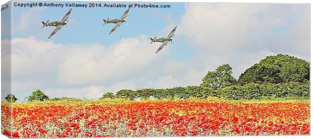 SPITFIRES LOW FLY PAST OVER POPPY FIELDS Canvas Print by Anthony Kellaway
