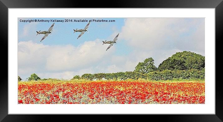 SPITFIRES LOW FLY PAST OVER POPPY FIELDS Framed Mounted Print by Anthony Kellaway