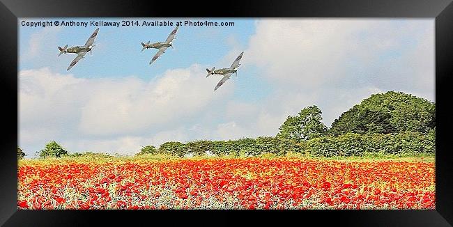 SPITFIRES LOW FLY PAST OVER POPPY FIELDS Framed Print by Anthony Kellaway