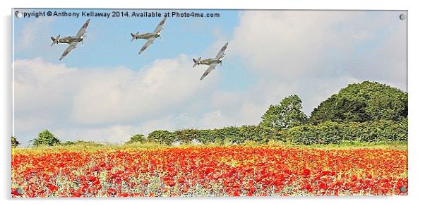 SPITFIRES LOW FLY PAST OVER POPPY FIELDS Acrylic by Anthony Kellaway