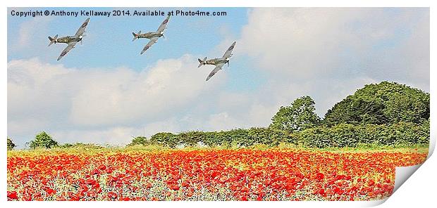 SPITFIRES LOW FLY PAST OVER POPPY FIELDS Print by Anthony Kellaway