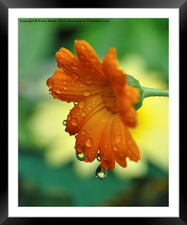  Marigolds Framed Mounted Print by Diana Mower