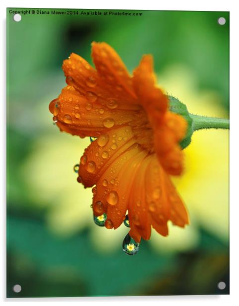 Marigolds Acrylic by Diana Mower