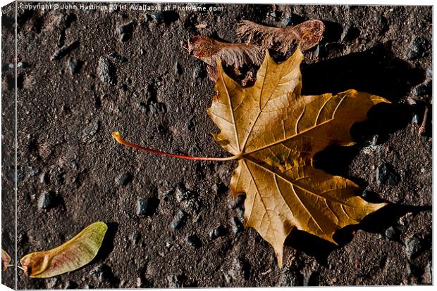  Sycamore leaf and seeds Canvas Print by John Hastings