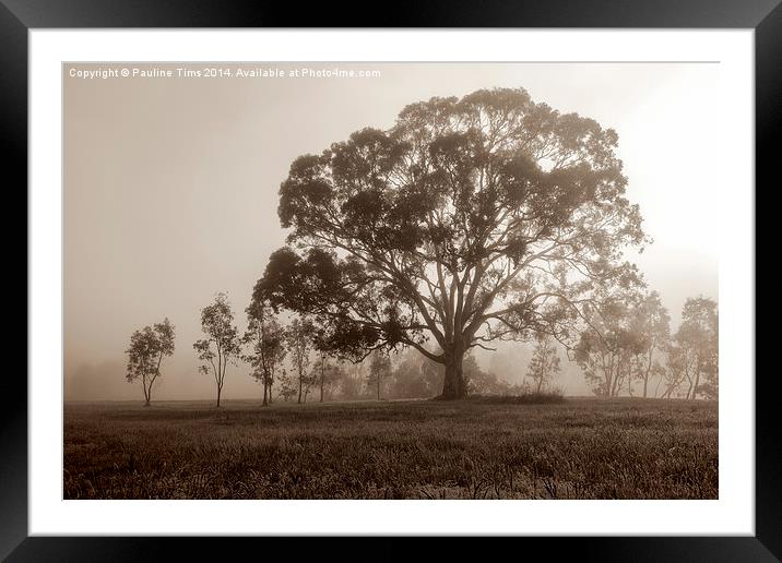  Gum Tree in the Mist at Yan Yean Park, (Sepia) Framed Mounted Print by Pauline Tims