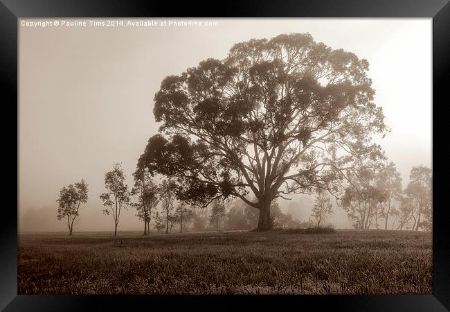  Gum Tree in the Mist at Yan Yean Park, (Sepia) Framed Print by Pauline Tims