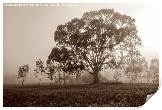  Gum Tree in the Mist at Yan Yean Park, (Sepia) Print by Pauline Tims