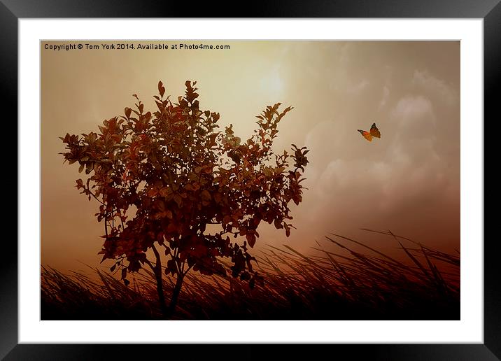 Autumn Serenity Framed Mounted Print by Tom York