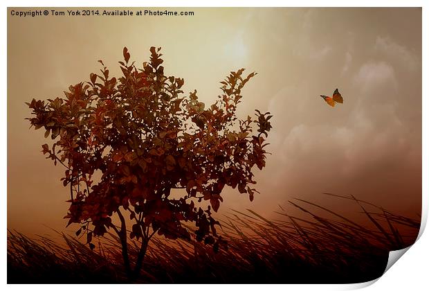 Autumn Serenity Print by Tom York