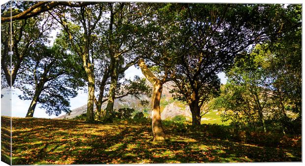 Grasmoor Behind The Trees, Lake District, Cumbria Canvas Print by Steven Garratt