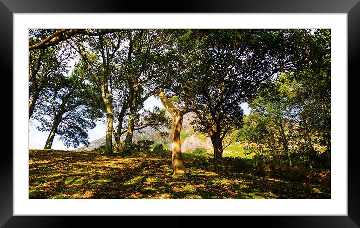 Grasmoor Behind The Trees, Lake District, Cumbria Framed Mounted Print by Steven Garratt