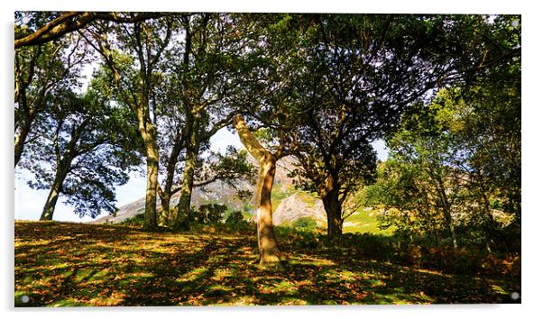 Grasmoor Behind The Trees, Lake District, Cumbria Acrylic by Steven Garratt
